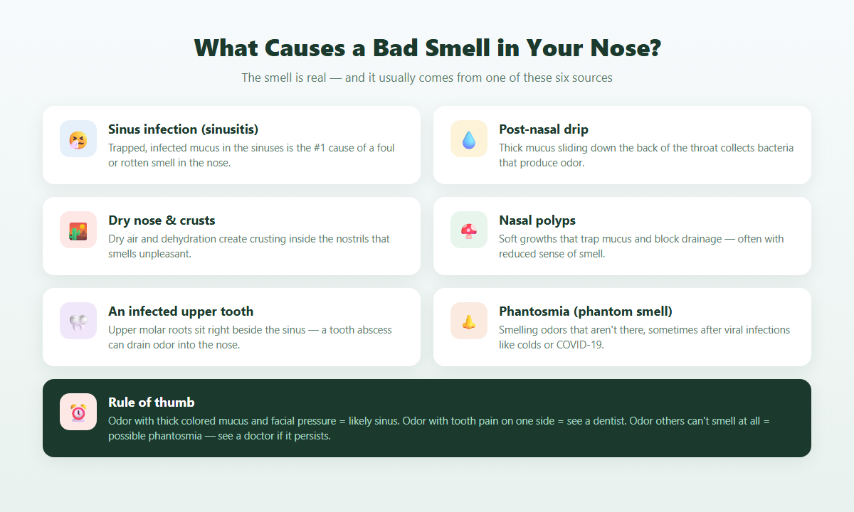 Infographic showing six causes of bad smell in nose including sinus infection, post-nasal drip and infected upper tooth