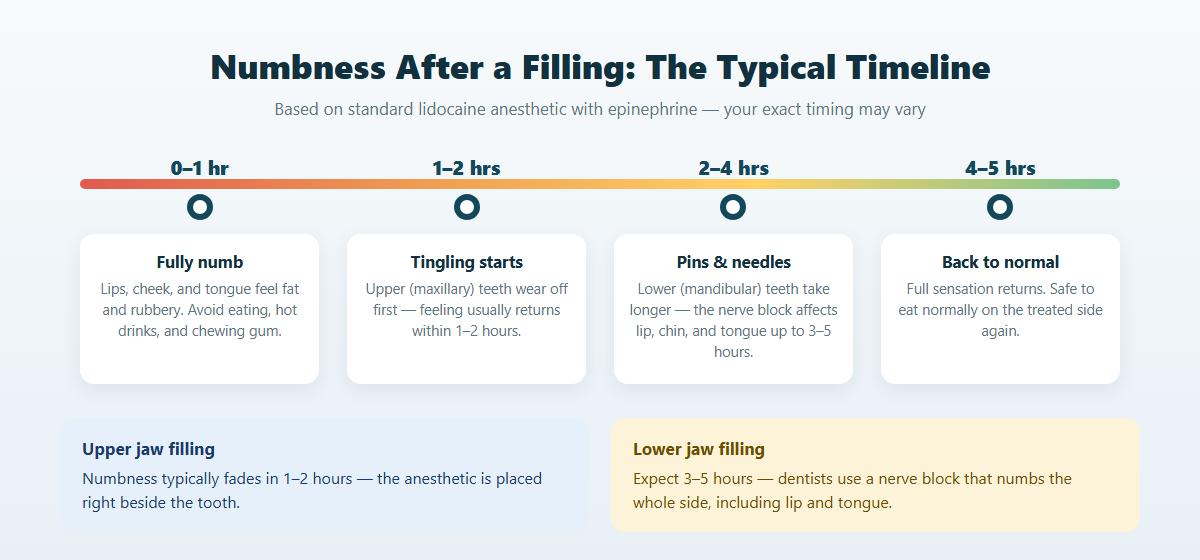 Timeline showing how long numbness lasts after a dental filling from fully numb to back to normal